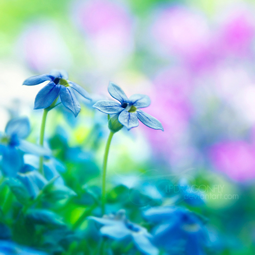 3303834_blue_spring_12 (500x500, 201Kb)