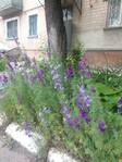 20150530_115722 (525x700, 537Kb)