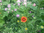 20150530_115757 (700x525, 515Kb)