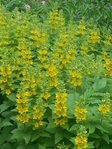 20150530_115959 (525x700, 556Kb)