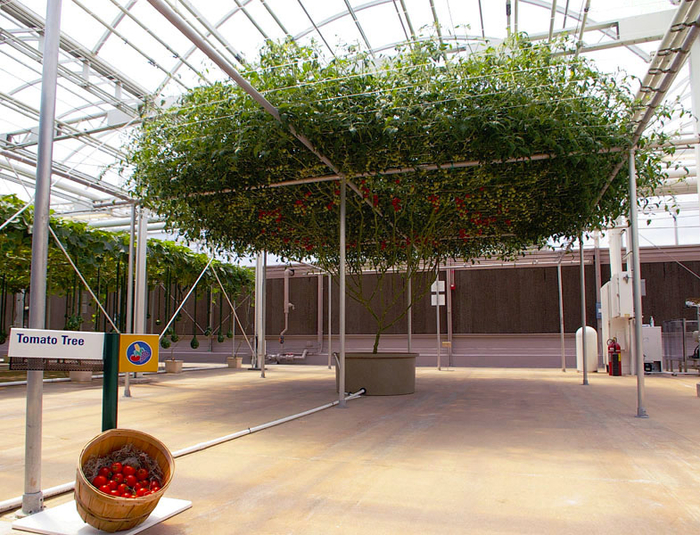 помидорное дерево Спрут F1 6 (700x535, 540Kb)