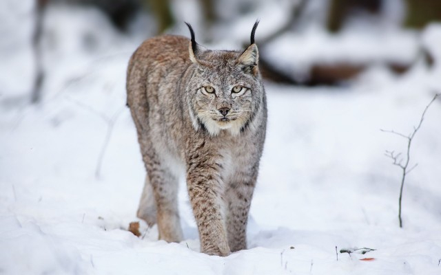 640x400_predator-koshka-cat-lynx-hischnik-snow-sneg-ryis-zima (640x400, 130Kb)