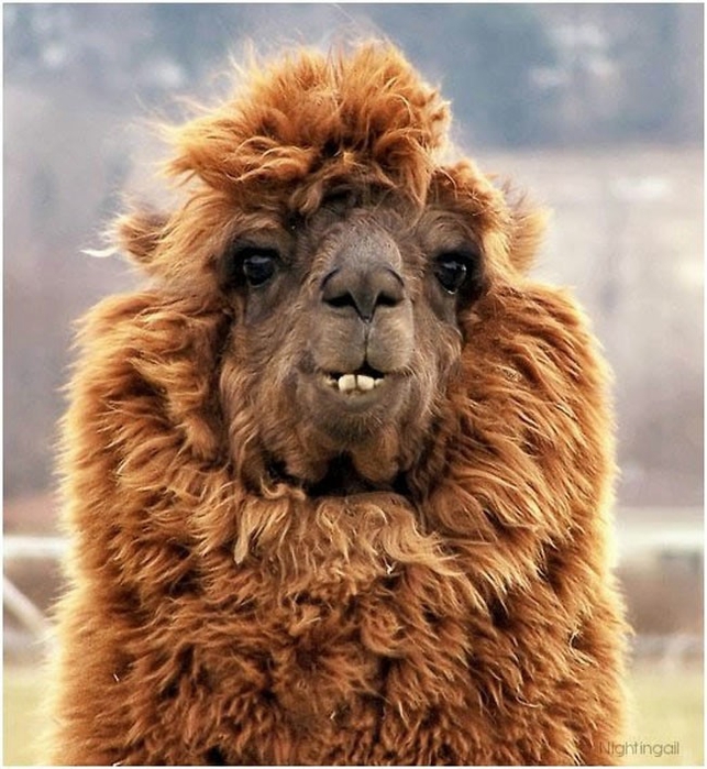 Alpaca-hair-04 (643x700, 308KB)