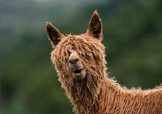 Alpaca-hair-08 (650x457, 90Kb)