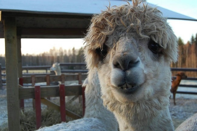 Alpaca-hair-10 (650x432, 109KB)