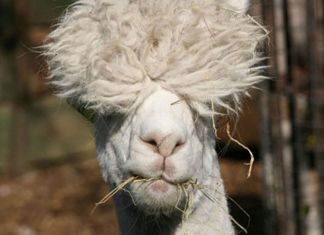 Alpaca-hair-14 (650x471, 99KB)