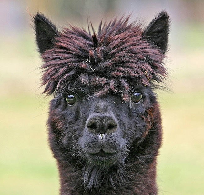 Alpaca-hair-16 (650x624, 206Kb)