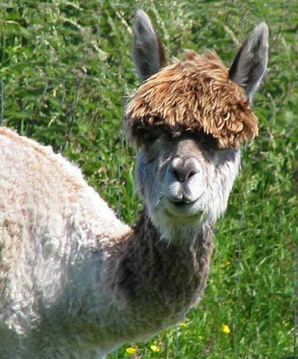 Alpaca-hair-17 (581x700, 293KB)