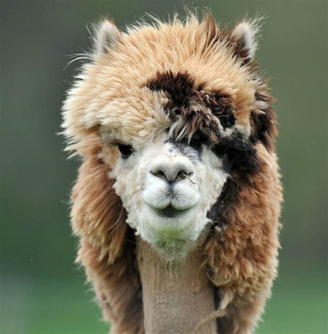 Alpaca-hair-19 (650x662, 145KB)