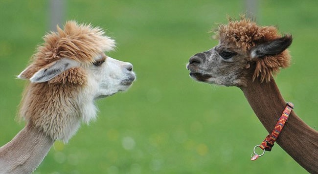 Alpaca-hair-21 (650x356, 86KB)