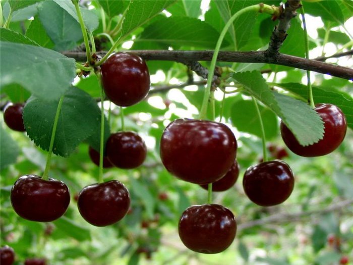 3768849_chereshnya__ (700x525, 69Kb)