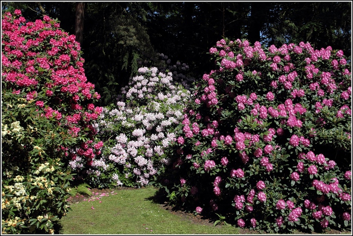 im-rhododendron-park-bremen-24052012-weitere-22925 (900x668, 273Kb)