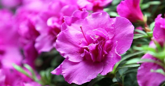 Freizeit-Rhododendren-zu-denen-auch-die-Azaleen-zaehlen-moegen-saure-Boeden-Hobbygaertner-koennen-die-Gehoelze-daher-mit-herabgefallenen-Kiefernadeln-als-Mulch-versorgen (900x565, 35Kb)
