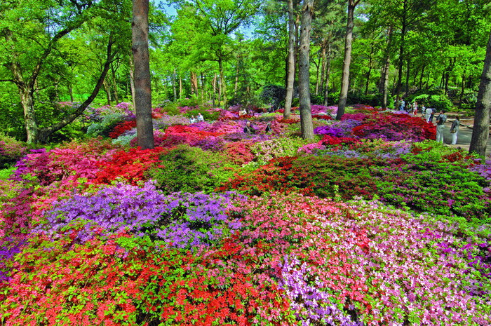 Rhododendrenpark1 (900x665, 253Kb)