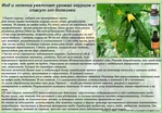 Чем брызгать рассаду помидор от болезней 7