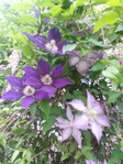 20150601_181856 (525x700, 509Kb)
