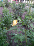 20150601_181902 (525x700, 560Kb)