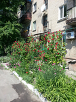 20150604_102016 (525x700, 620Kb)