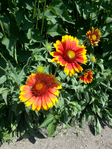 20150604_102057 (525x700, 538Kb)