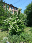20150604_102133 (525x700, 648Kb)
