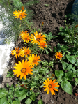 20150604_102235 (525x700, 619Kb)