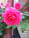 20150604_102357 (525x700, 477Kb)