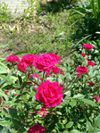 20150604_102409 (525x700, 536Kb)