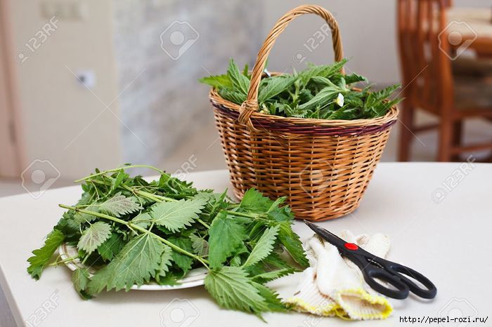 4403711_9731399FreshgatherednettlesinawickerbasketonthetableinthekitchenStockPhoto (700x466, 160Kb)