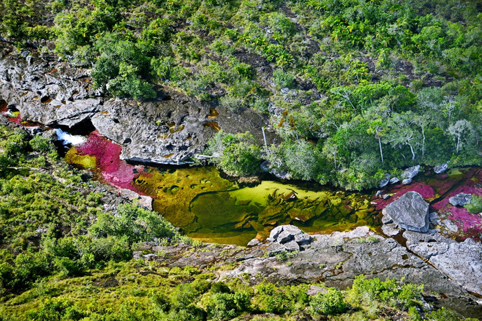 on_the_most_beautiful_river_of_the_world_cano_cristales_1_0 (700x466, 599Kb)