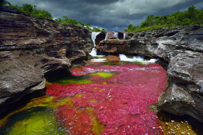 on_the_most_beautiful_river_of_the_world_cano_cristales_10_0 (700x467, 487Kb)