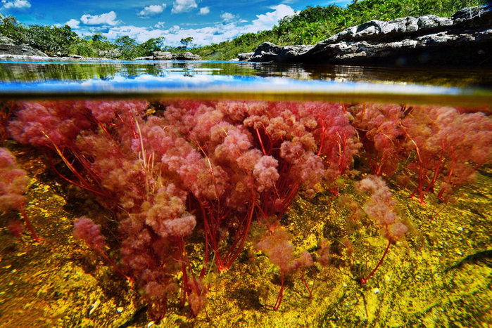 on_the_most_beautiful_river_of_the_world_cano_cristales_13_0 (700x467, 586Kb)