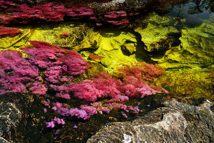 on_the_most_beautiful_river_of_the_world_cano_cristales_15_0 (700x467, 596Kb)