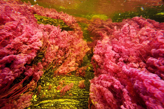 on_the_most_beautiful_river_of_the_world_cano_cristales_25_0 (700x467, 619Kb)
