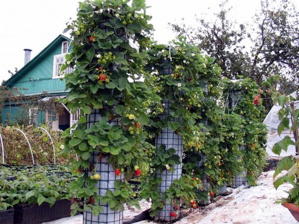 клубничная горка (604x453, 132Kb)
