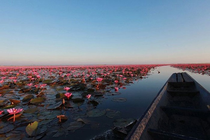 Озеро невероятной красоты: «море красных лотосов» в Таиланде