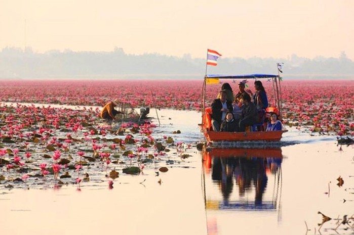 «Море красных лотосов» — очень красивое озеро в Таиланде