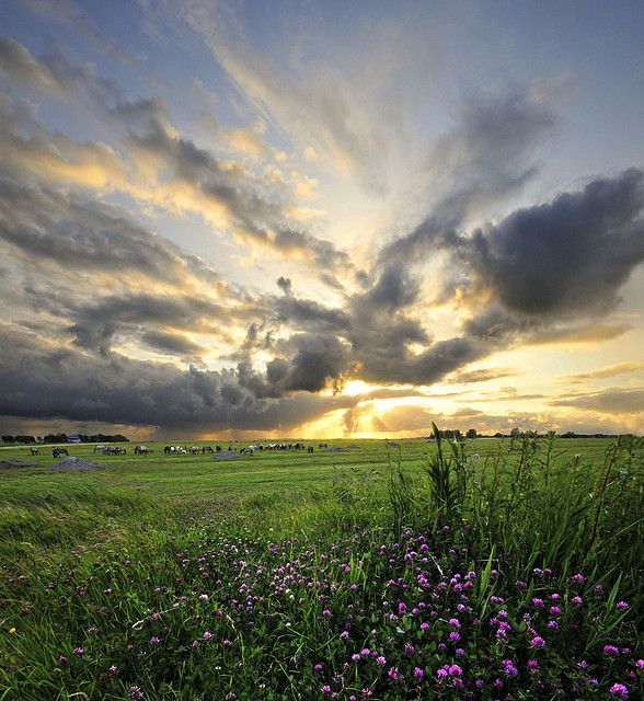 Friesland2 (588x640, 85Kb)