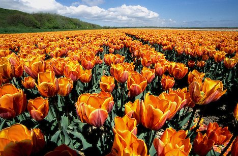 tulips7 (468x306, 66Kb)