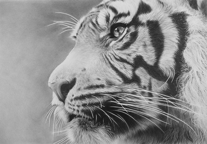 tiger_by_cubistpanther-d38026b (700x486, 98Kb)