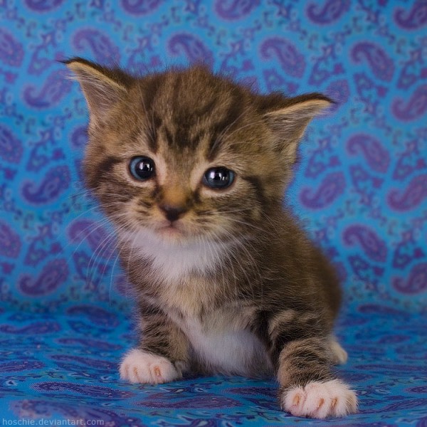 Most-Adorable-Kittens-Photographs-181-600x600 (600x600, 94Kb)