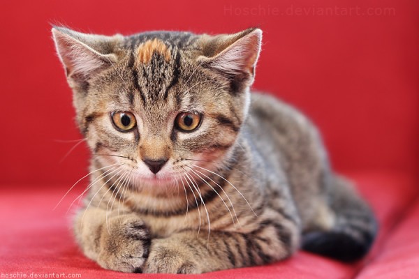 Most-Adorable-Kittens-Photographs-02-600x400 (600x400, 53Kb)