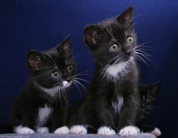 Most-Adorable-Kittens-Photographs-04-600x466 (600x466, 54Kb)