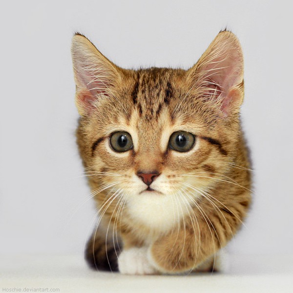 Most-Adorable-Kittens-Photographs-14-600x600 (600x600, 67Kb)