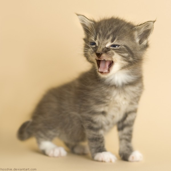 Most-Adorable-Kittens-Photographs-16-600x600 (600x600, 40Kb)