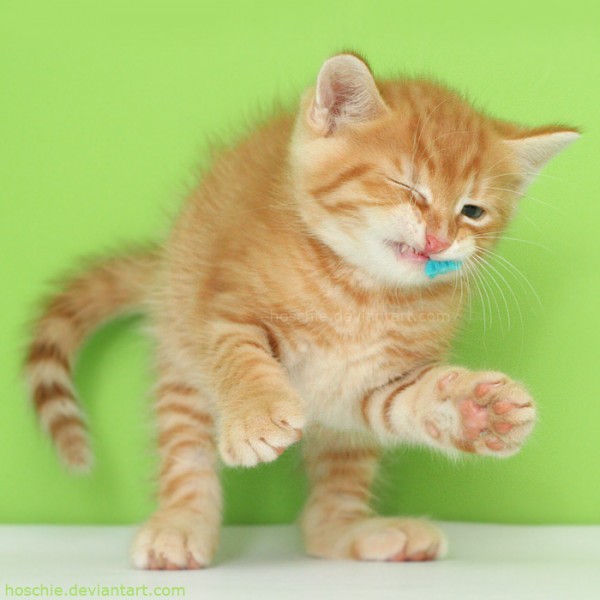 Most-Adorable-Kittens-Photographs-19-600x600 (600x600, 52Kb)
