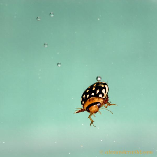  Необычные насекомые мира - фото 5