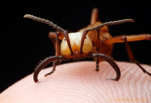  Необычные насекомые мира - фото 11