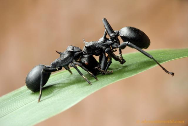 Необычные насекомые мира - фото 15