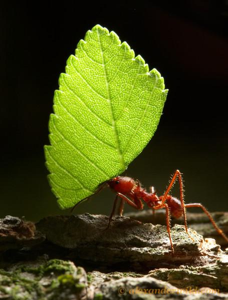  Необычные насекомые мира - фото 17