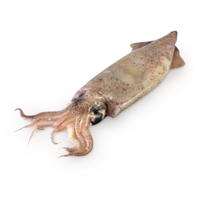 4278666_squid (400x400, 124Kb)